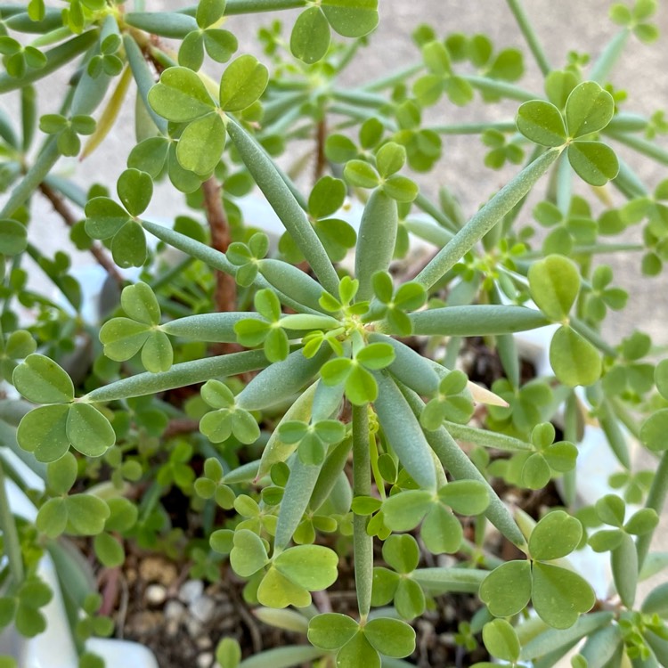 plant image 1570460