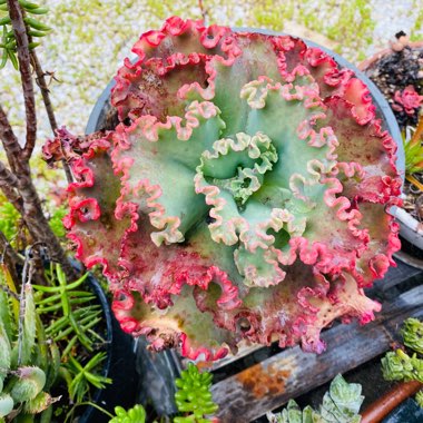 Echeveria Dick's Pink