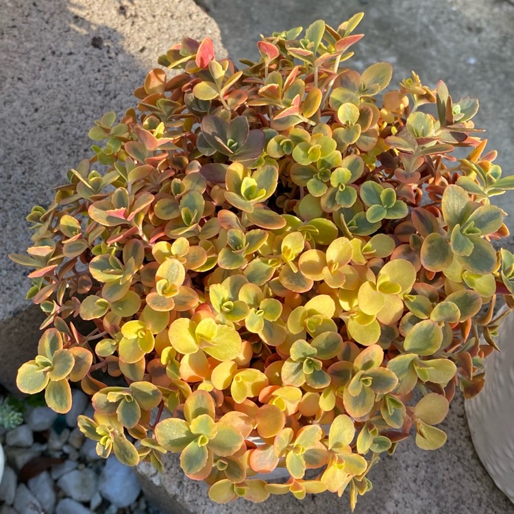 plant image 1572052 plant image 1572052
