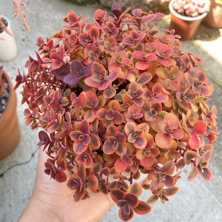 plant image 1572995 plant image 1572995