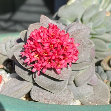 Crassula 'Morgan's Beauty'