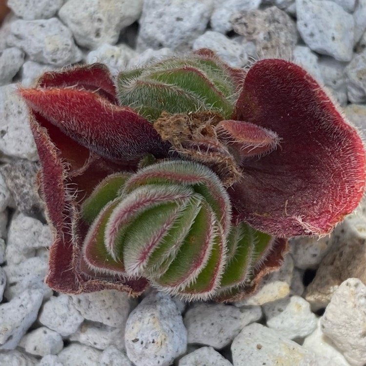 plant image 1601232 plant image 1601232