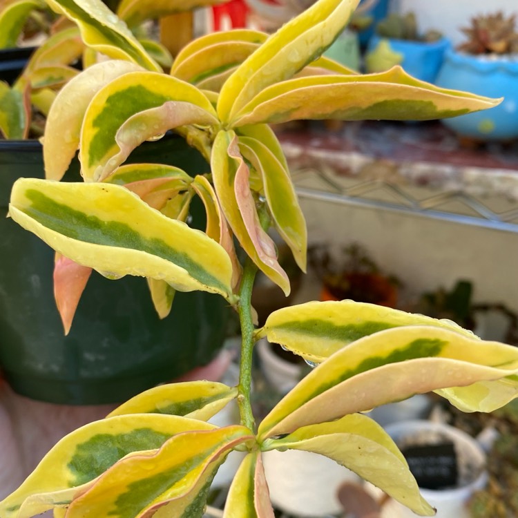 plant image 1613980 plant image 1613980