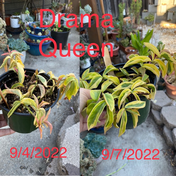 plant image 1625264 plant image 1625264