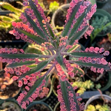 Kalanchoe delagoensis x daigremontiana