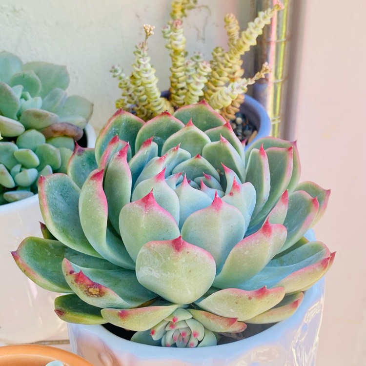 plant image 1627769