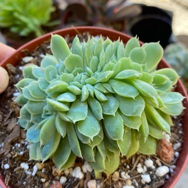 Echeveria Elegans Cristata