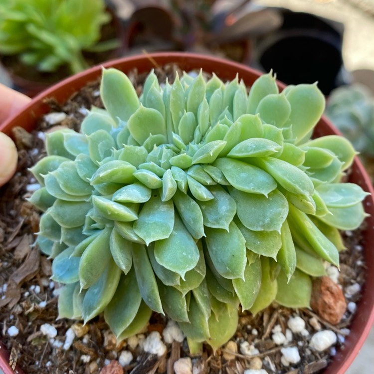 Plant image Echeveria Elegans Cristata