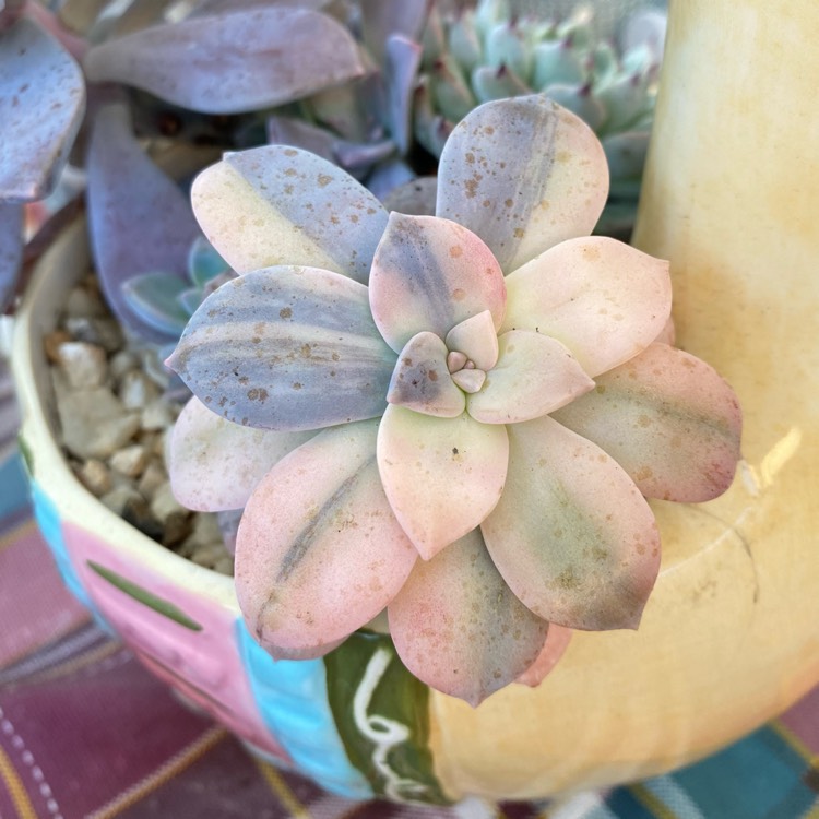 plant image 1629995 plant image 1629995