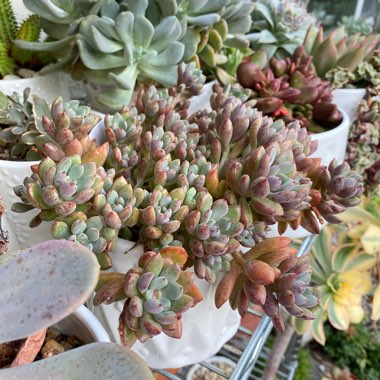 xGraptoveria Purple Dreams