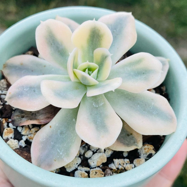 plant image 1630191