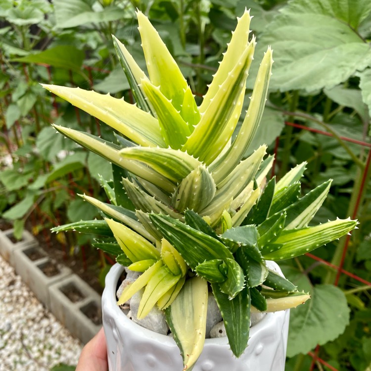 plant image 1632266 plant image 1632266