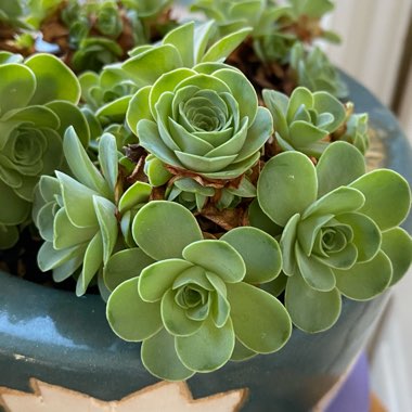 Aeonium Aureum