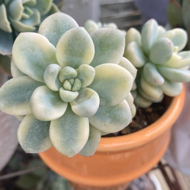 Sedum Clavatum Verigated 