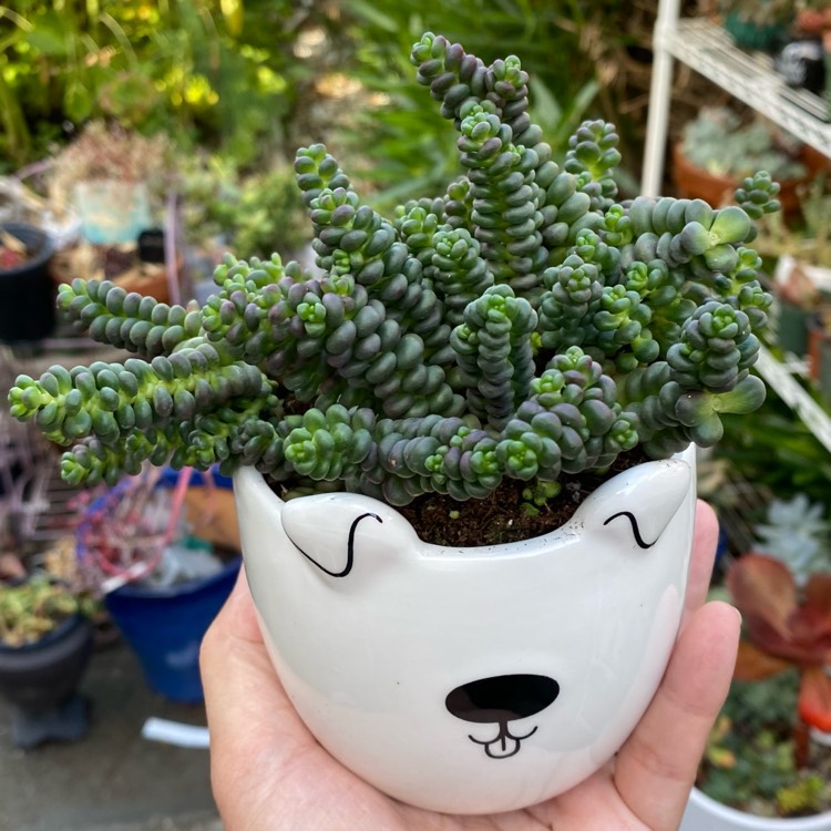 Plant image Sedum globosum 'Old Man's Bones'