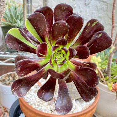 Aeonium Big Bang