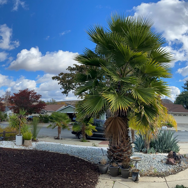 Plant image Trachycarpus 'Wagnerianus'