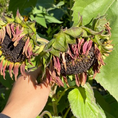 Helianthus annuus 'Ruby Sunset'