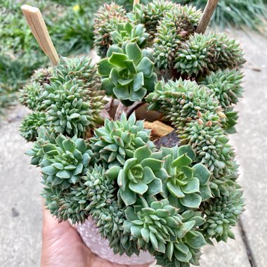 Echeveria Ramillete Cristata