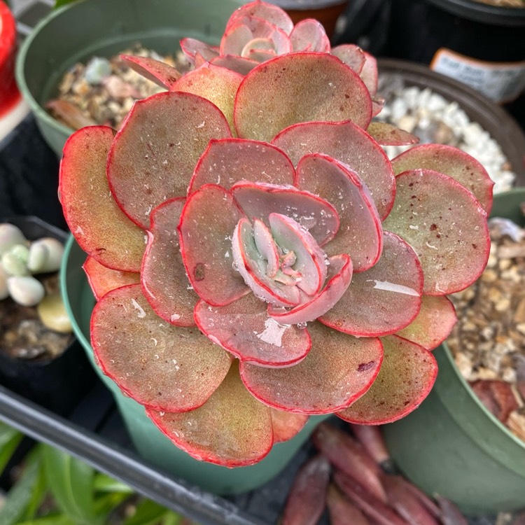 plant image 1639279