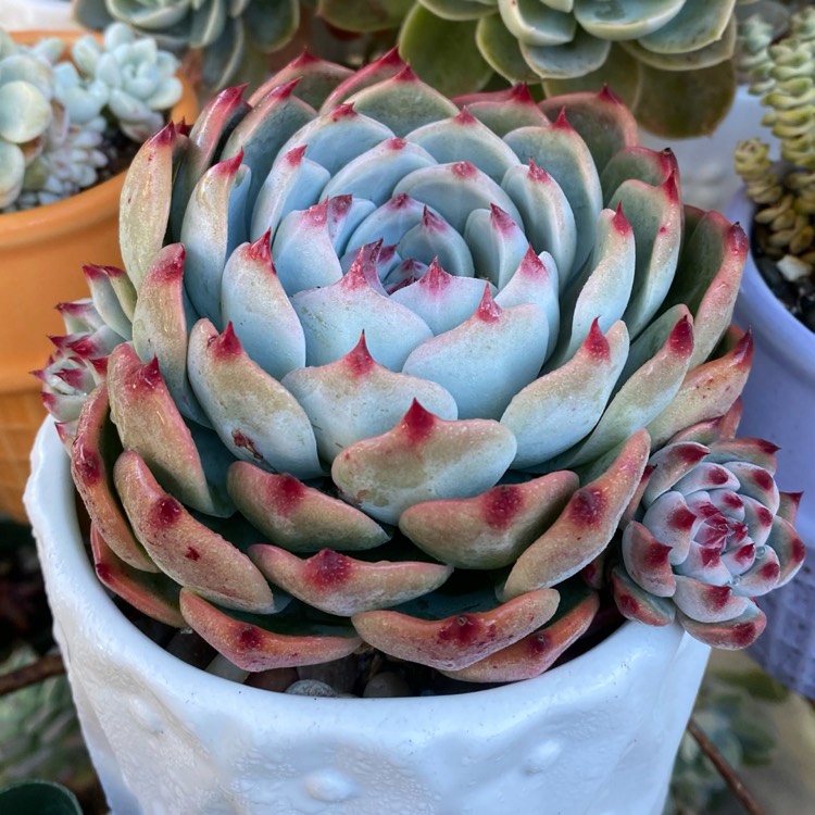 plant image 1639396