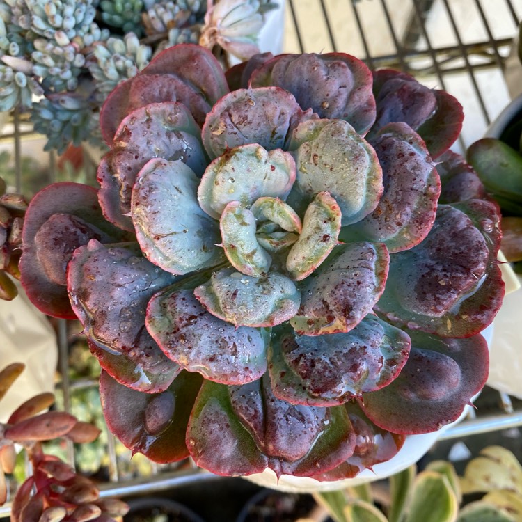 Plant image Echeveria Heart's Delight