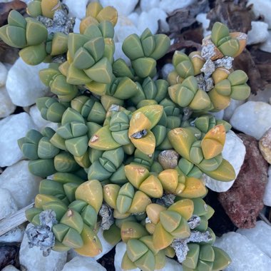 Corpuscularia lehmannii syn. Delosperma lehmannii