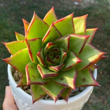 Echeveria Agavoides 'Lipstick'