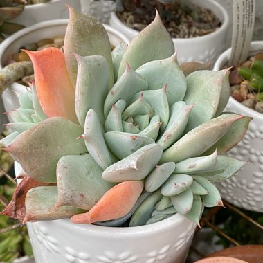 Echeveria Colorata