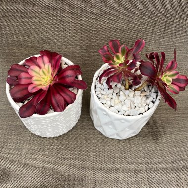 Aeonium Arboreum verigated 