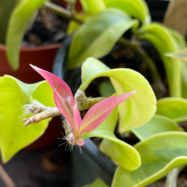 plant image 1643714 plant image 1643714