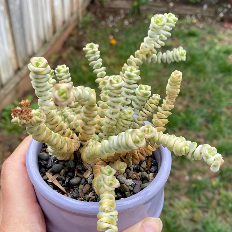 who would not love diving in. I kid! can't stop looking at her colors. a  well stressed Crassula Baby's Necklace. : r/succulents