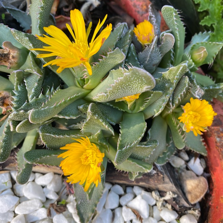 plant image 1644768