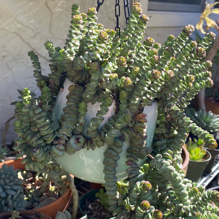 plant image 1645008