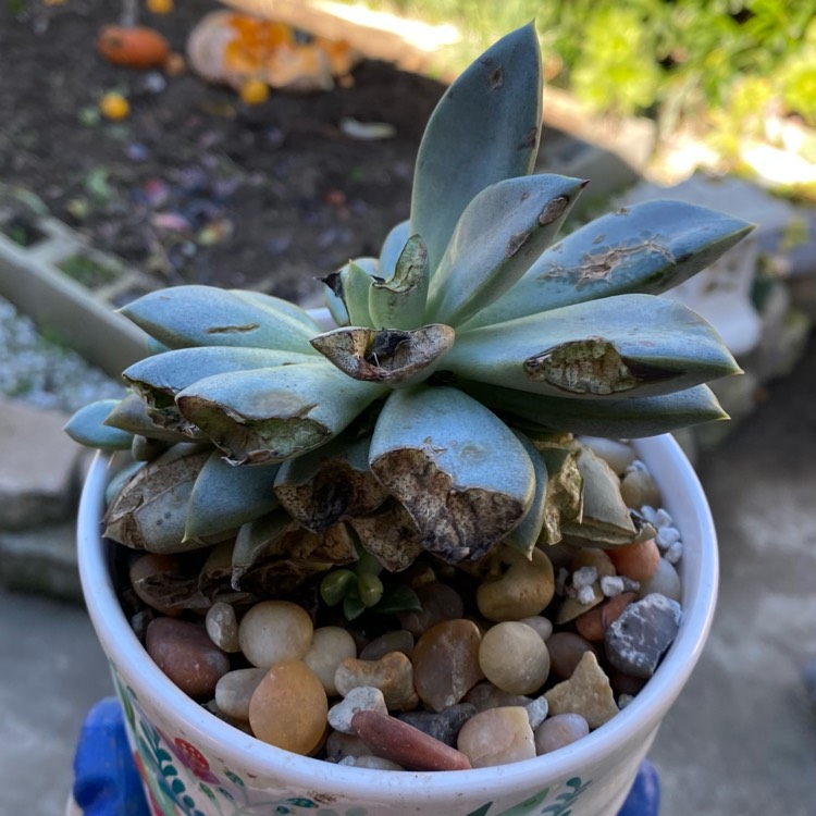 plant image 1645092