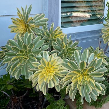 Aeonium Sunburst