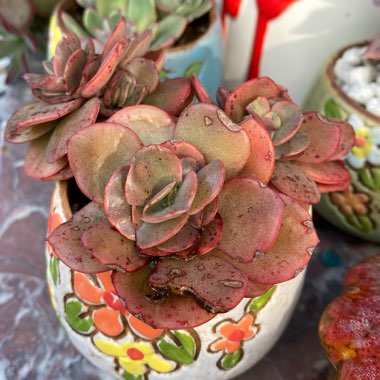 Echeveria Sunyan