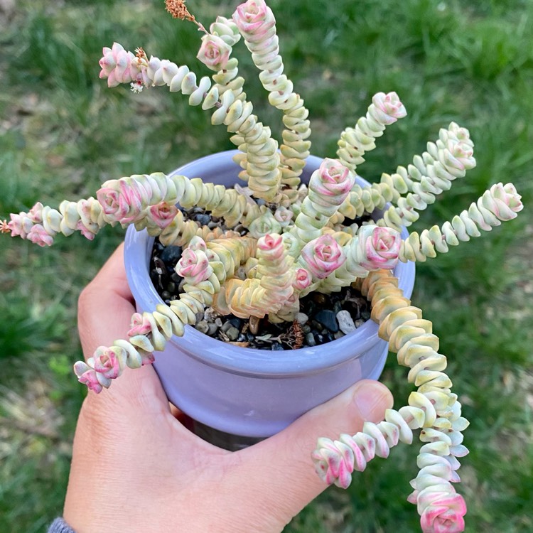 Plant image Crassula Baby's Necklace Variegated