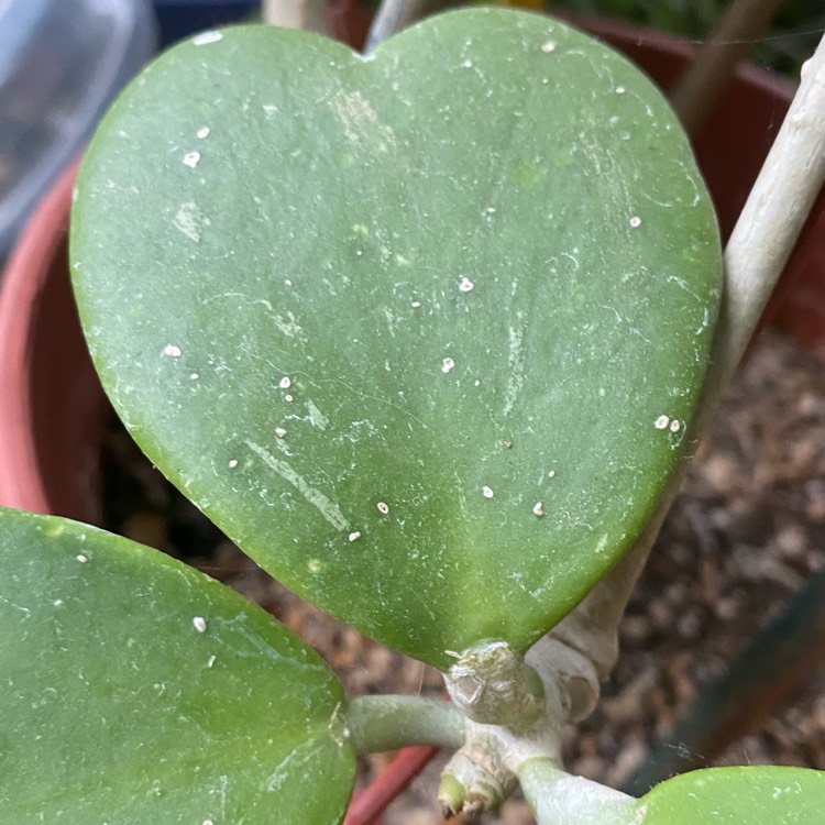 plant image 1648883 plant image 1648883