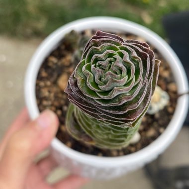 Crassula Kimnachi