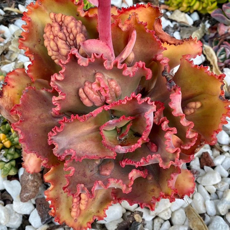 Plant image Echeveria Crimson Tide