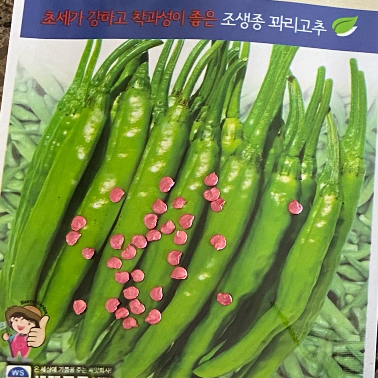 Plant image Capsicum annuum var. annuum 'Shishito'