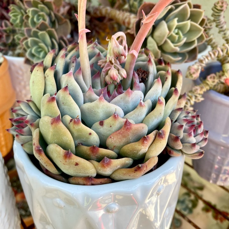 plant image 1656768