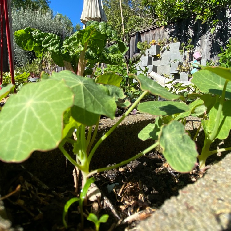 plant image 1658662 plant image 1658662