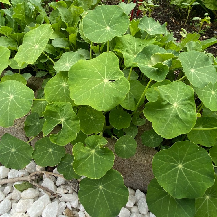 plant image 1662481 plant image 1662481