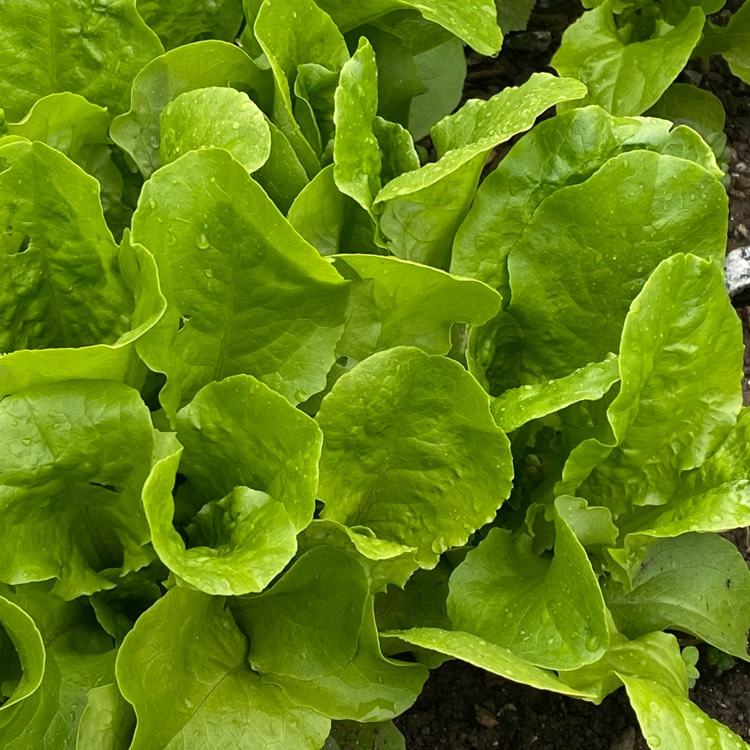 Plant image Lactuca sativa 'Deer Tongue'