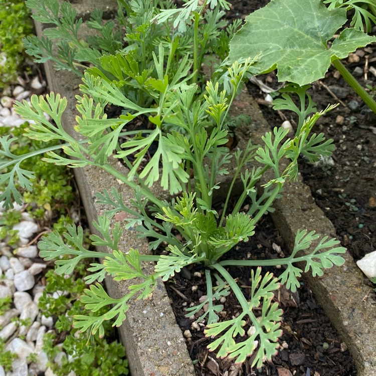 plant image 1662488 plant image 1662488
