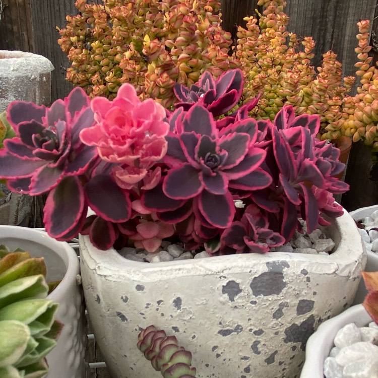 plant image 1662756 plant image 1662756