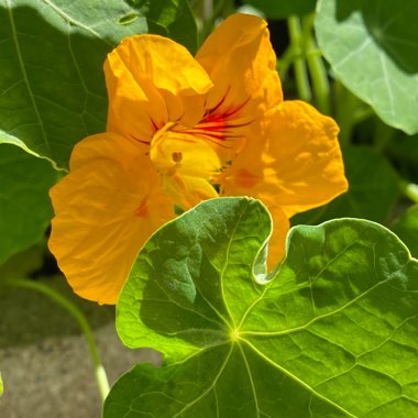 Tropaeolum majus
