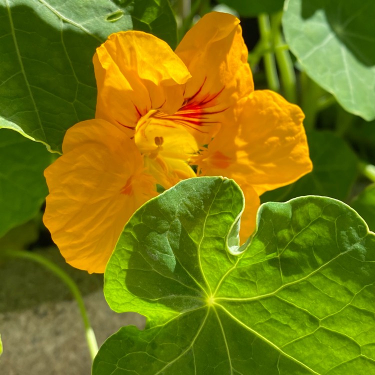 plant image 1663867 plant image 1663867